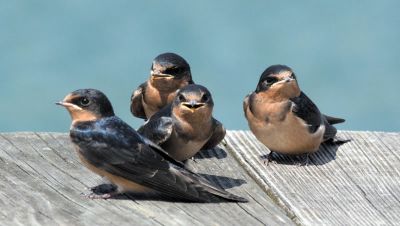 Even the sparrow has bound a home.